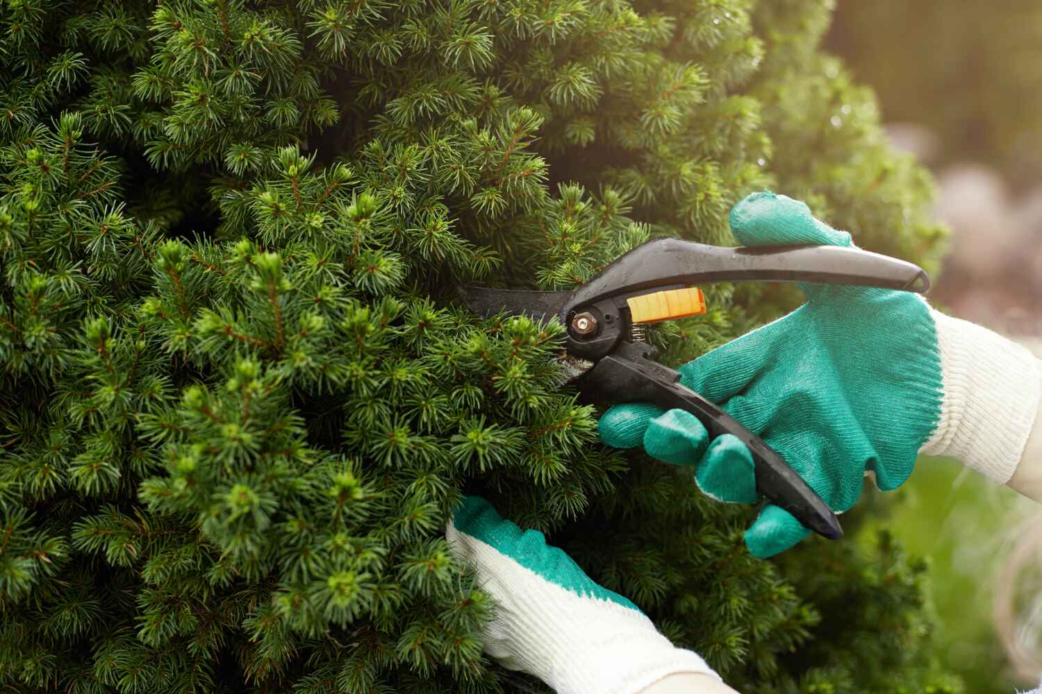 Professional Tree Service in South Laurel, MD